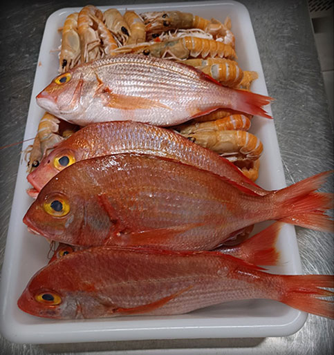 Gamba à Aixe-sur-Vienne, Haute-Vienne (87)